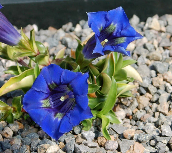 20 Seeds Gentiana acaulis kochiana Seeds,