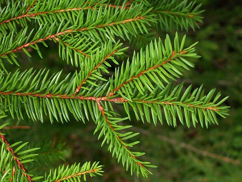 10 Picea abies Seeds. Norway spruce Seeds.