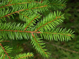 10 Picea abies Seeds. Norway spruce Seeds.