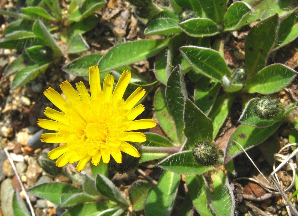 20 Hieracium pilosella Seeds, mouse-ear hawkweed — Seeds And Smiles ...