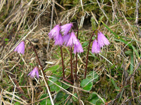 40 Soldanella alpina Seeds, alpine snowbell or blue moonwort