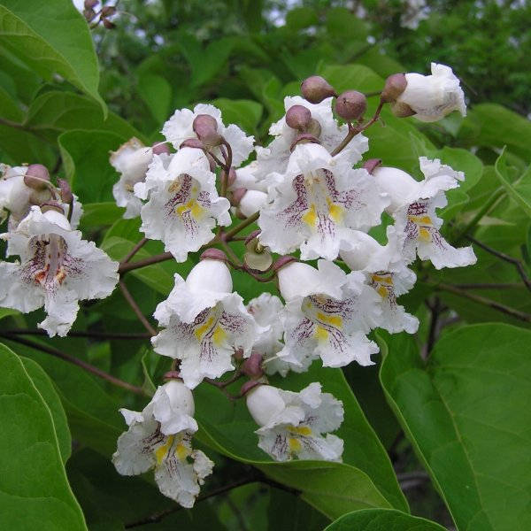 100  Seeds Catalpa fargesii ,Chinese Bean Tree Seeds