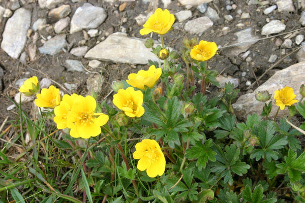 10 Seeds Potentilla crantzii, the alpine cinquefoil Seeds