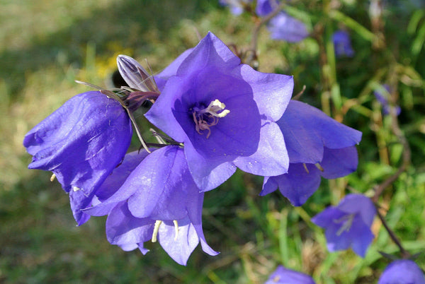 100 Campanula persicifolia Seeds