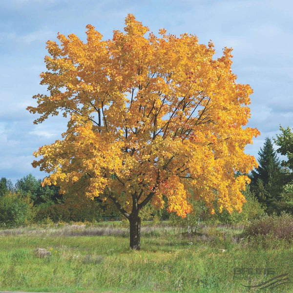 10 Seeds Acer platanoides