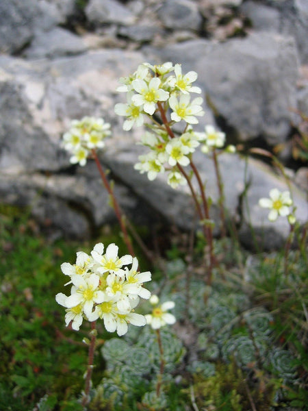 25 Seeds Saxifraga paniculata , Encrusted Saxifrage, Silver Saxifrage