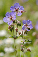 20 Seeds  Geranium pratense ssp sibirica, Rare and hard to Find