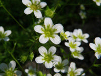 20 Seeds Saxifraga tenella Seeds, yellowish-leaved saxifrage