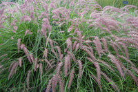 20 Seeds Pennisetum orientis