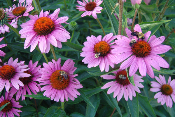 200 Echinacea purpurea ,Eastern purple coneflower Seeds,