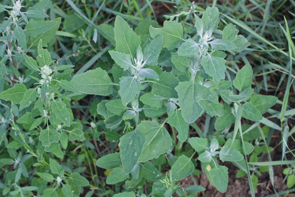 2000  Seeds Chenopodium album , fat hen, lamb's quarters, white goosefoot Seeds,