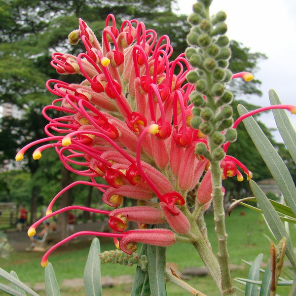 50 Grevillea banksii Seeds , Red silky oak, Kahili tree Seeds