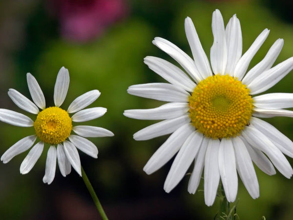 2000 Matricaria chamomilla Seeds, German Chamomile Seeds