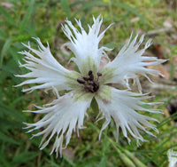 10 Dianthus stenocalyx Seeds