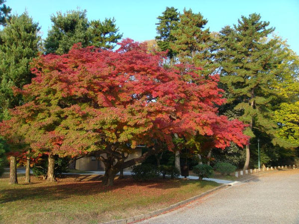 10 Seeds Acer palmatum microphylla