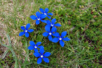 20   Gentiana verna  Seeds,