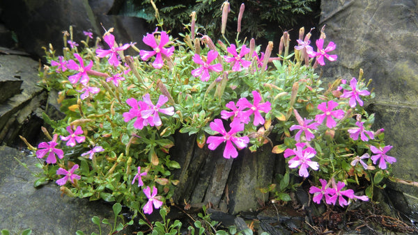 10 Silene elizabethae Seeds, Alpine Plant Seeds