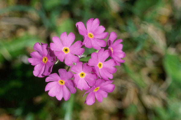 20 Primula Halleri Seeds, Primula longiflora Seeds,