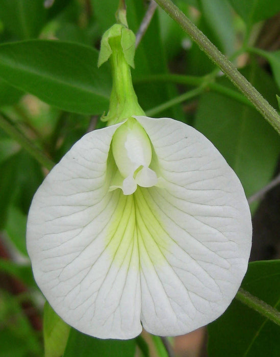 100  Clitoria ternatea alba Seeds  , White Butterfly Pea, Asian Pigeon wings Seeds