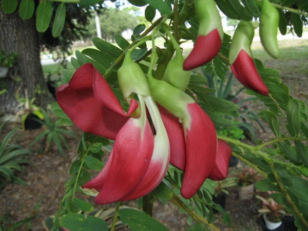 100  Sesbania grandiflora Seeds ,Scarlet Wisteria Seeds , Hummingbird Tree Seeds