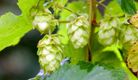 10 Humulus lupulus Seeds, common hop Seeds,  hop Plant Seeds