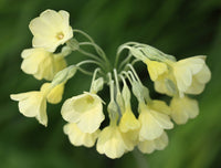 20 Primula sikkimensis Seeds,