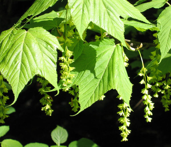 10 ACER pensylvanicum Seeds, Striped Maple, Moose Maple Seeds.