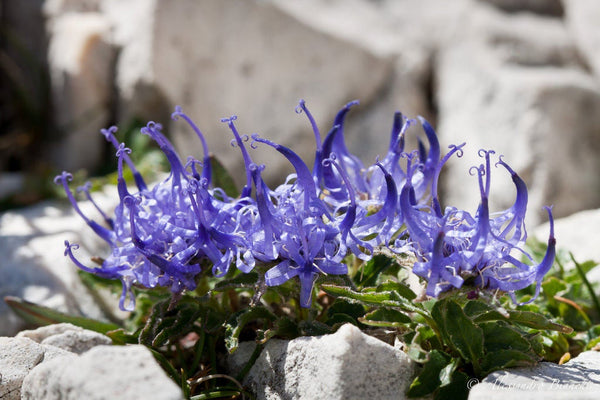 20 Phyteuma hemisphaerica, Alpine Plant Seeds