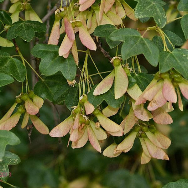 15 seeds  Acer monspessulanum Seeds, Montpellier maple Seeds