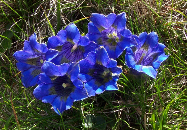 20  Gentiana clusii Seeds. Trumpet Gentian Seeds