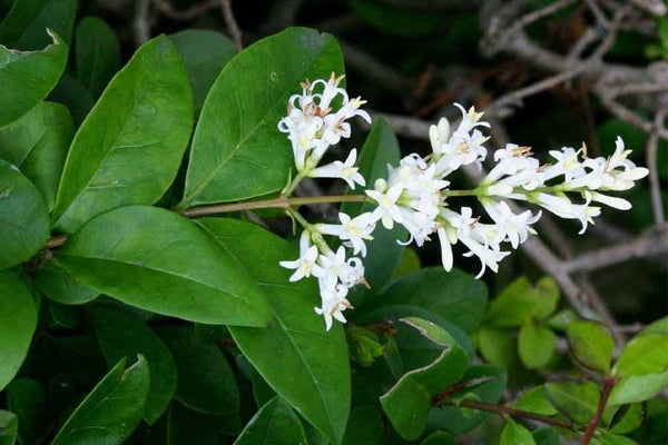 100 Ligustrum vulgare Seeds.Wild privet. Common privet , European privet