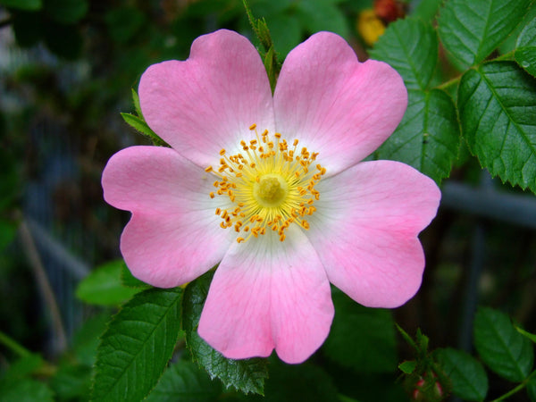 25 Rosa canina Seeds, Dog Rose Seeds Pink