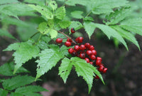 15 Actaea erythrocarpa Seeds