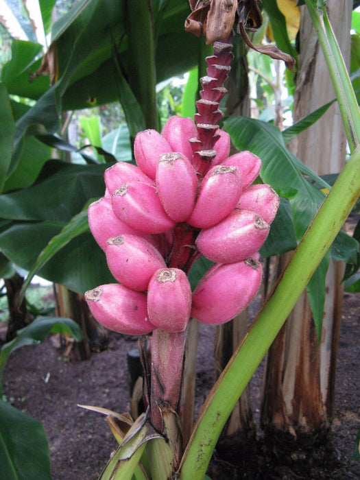 50  Musa velutina  Seeds, Pink Banana Seeds, hairy banana Seeds, Exotic  Musa