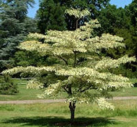 50 Seeds Cornus controversa, Giant Dogwood ,Wedding cake tree Seeds