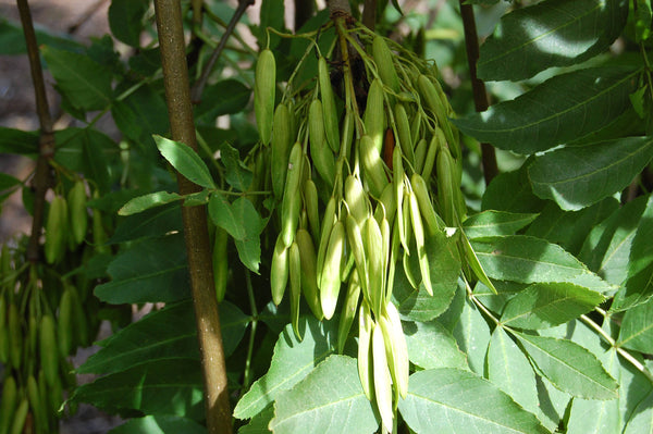 20 Seeds Fraxinus Excelsior Seeds, European ash Seeds