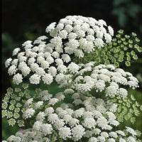 5000 Seeds Ammi majus Seeds, Bishop Flower Seeds