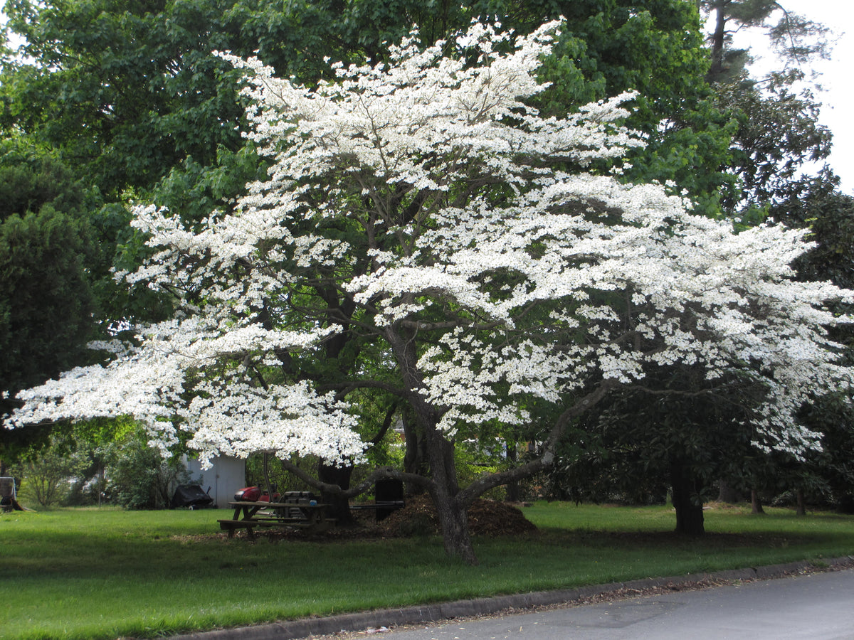 10 Cornus florida Seeds, Flowering dogwood Seeds — Seeds And Smiles ...