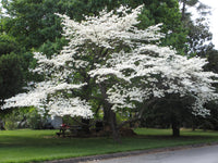 10 Cornus florida Seeds, Flowering dogwood Seeds