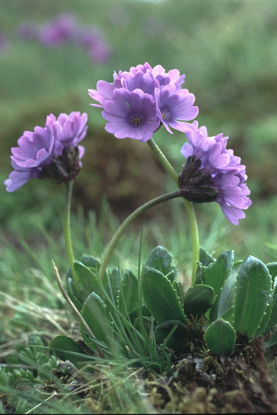 10 Seeds Primula glutinosa