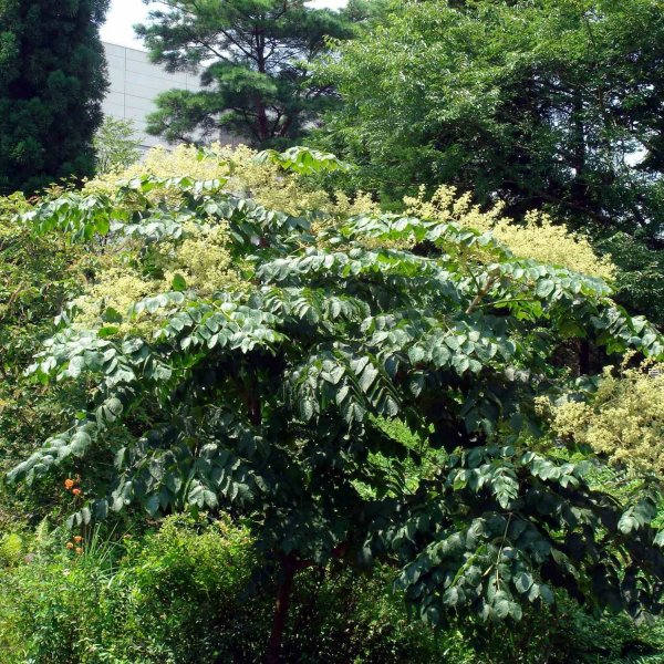 200 Aralia chinensis, Aralia Tree Seed, Chinese angelica tree Seeds