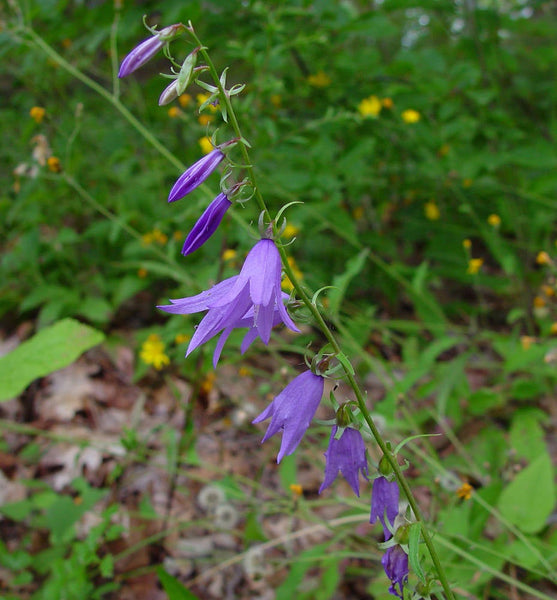 50 Campanula rapunculoides, creeping bellflower, rampion bellflower Seeds