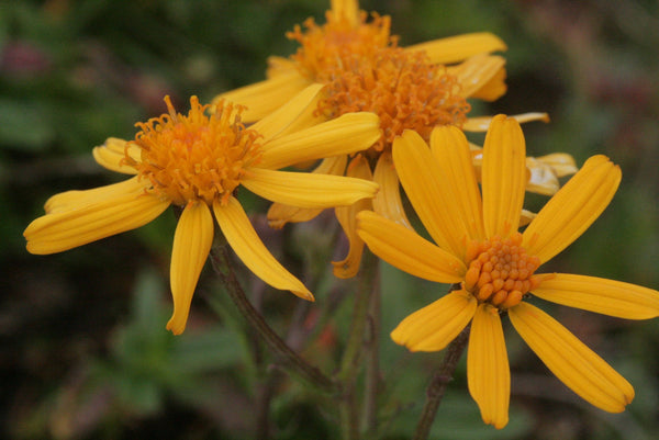 20 Senecio abrotanifolius Seeds , synonym of Jacobaea abrotanifolia