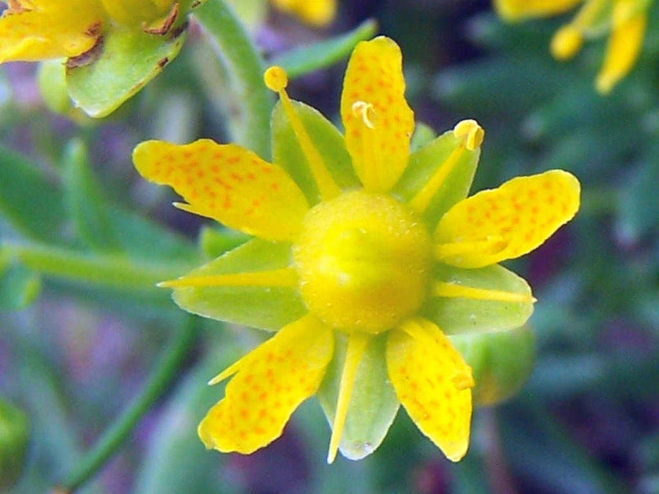 20 Saxifraga aizoides Seeds,yellow mountain saxifrage or yellow saxifrage,