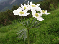 10 Seeds Anemone narcissiflora Seeds, Alpine Seeds