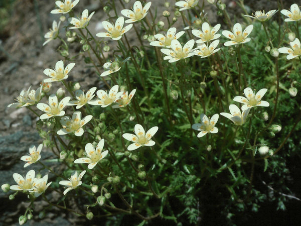 10 Saxifraga aspera Seeds, rough saxifrage Seeds