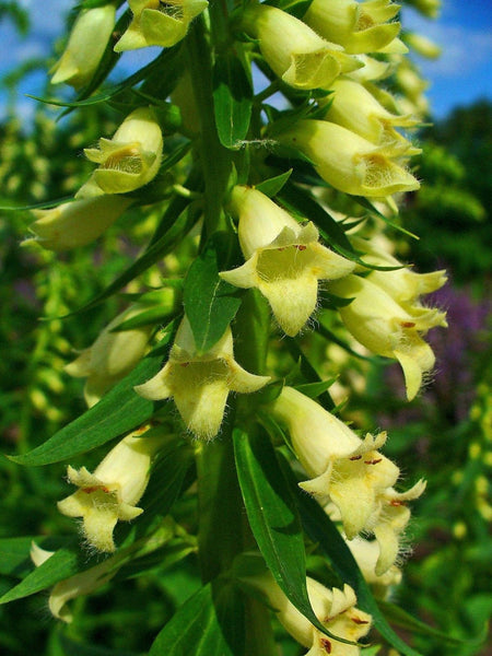 200  Digitalis lutea Seeds. Straw Foxglove, Small Yellow Foxglove