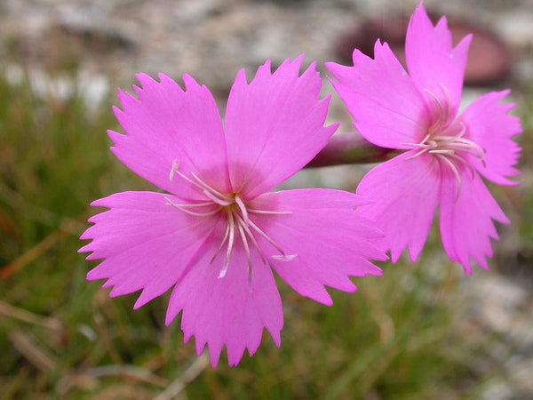 10 Dianthus sylvestris Seeds, Woodland Pink Seeds