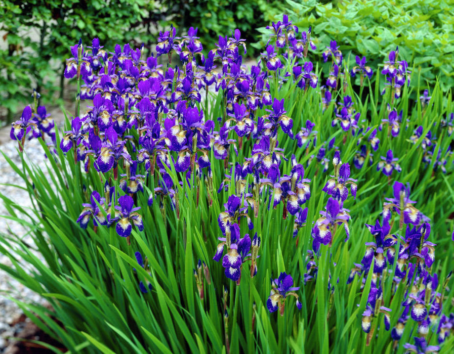 10 Iris sibirica Seeds, Siberian iris or Siberian flag Seeds