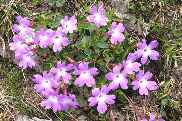 10 Primula wulfeniana Seeds, Wulfen's Primrose